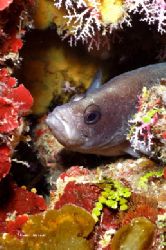 Soap Fish. We dont see them often around here. Roatan,Bay... by Shawn Jackson 